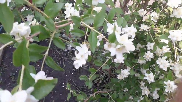 Жасмин- чебушник.красота цветов.неприхотливый кустарник смотреть онлайн