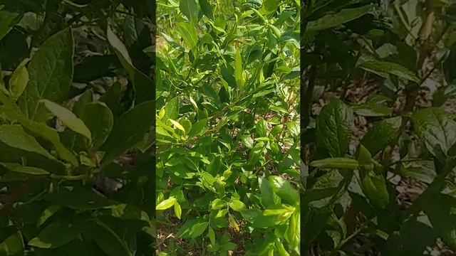 Сорт голубики Дюк.