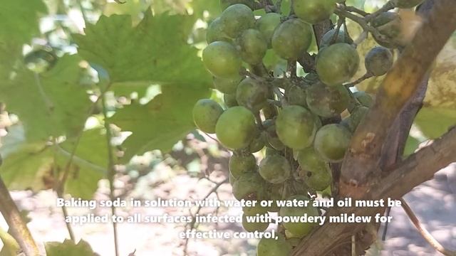 Powdery Mildew Grapevine смотреть онлайн