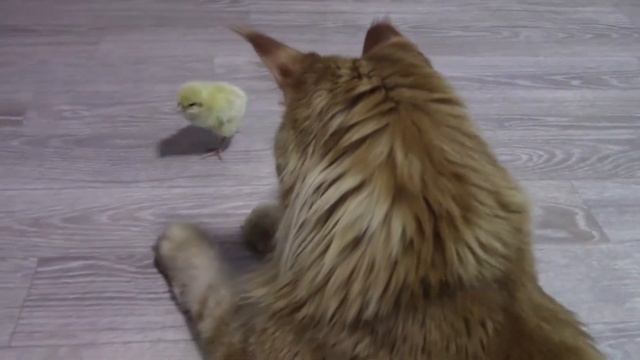 Цыпленок думает что кот Семен это мама курица! смотреть онлайн