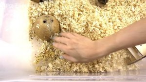 ВСЕ КЛЕТКИ МОИХ ХОМЯКОВ / УБОРКА у ВСЕХ ХОМЯКОВ / Cleaning hamster's cages / Алиса Изи