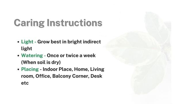 Ficus Elastica Tineke Rubber Plant