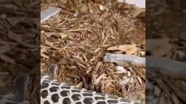Змея сбрасывает старую кожу смотреть онлайн