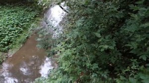 Воскресенье, половина седьмого - то самое дерево