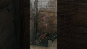 ловушка для хорька своими руками