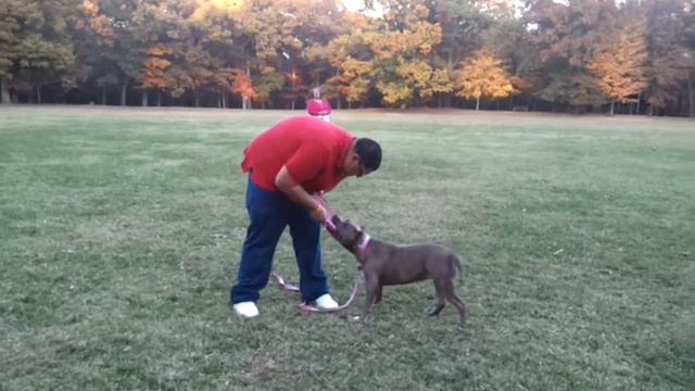 Bluenose Brindle Pitbull playing fetch смотреть онлайн
