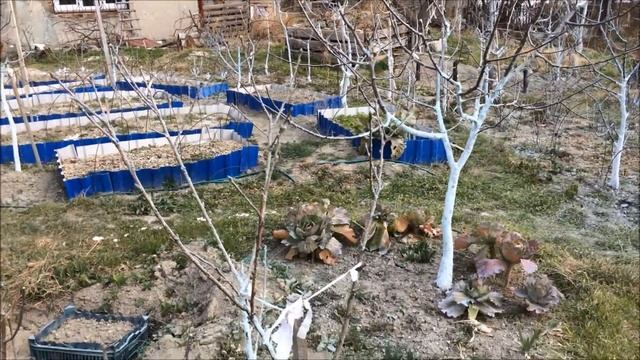 Персики низкорослые. Формирование кроны и обрезка. смотреть онлайн