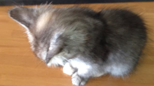 Little Kitten So Tired | Cutest vid ever! смотреть онлайн