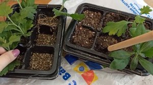 Укоренение в вермикулите! Первый раз черенковала хризантему! Удачный опыт