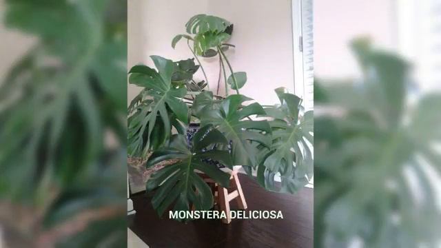 A Collage of My Houseplants смотреть онлайн