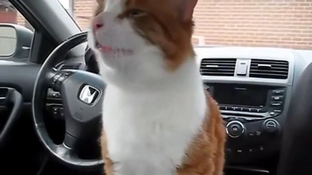 Sneezing cat. Compilation. Кот чихает. Подборка. смотреть онлайн