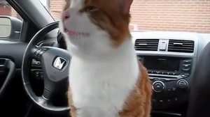 Sneezing cat. Compilation. Кот чихает. Подборка.
