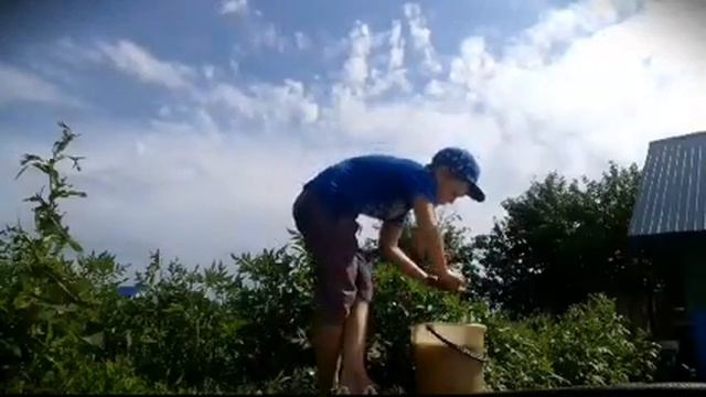 Обычное мыло V/S против хозяйственного мыла смотреть онлайн