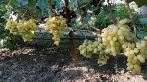 Виноград Алинка(Олейник В.) виноградник Король В. Н. г.Краснодар 2023год