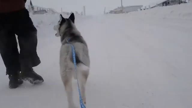 ездовая хаска от первого лица смотреть онлайн