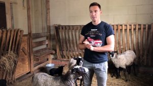 Романовская овца | Окот овец и уход за ягнятами