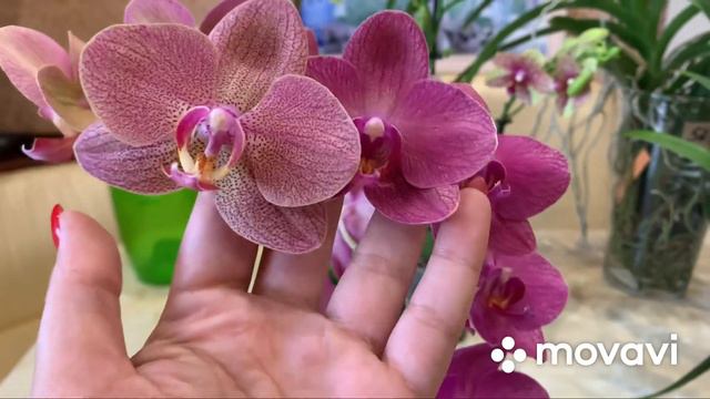 Новые орхидеи! Мечты сбываются!!!!!❤️❤️❤️ смотреть онлайн