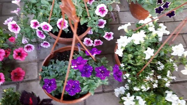 Кашпо с петунией, сорта. смотреть онлайн