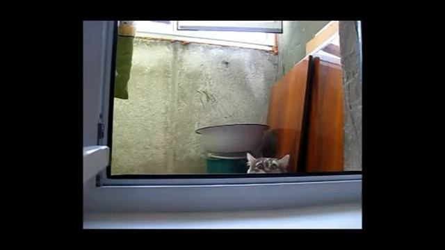 кот всех пугает.mp4 смотреть онлайн