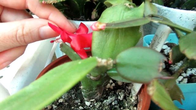 My Schlumbergera truncata Cactus in beautiful Pink Bloom | Thanksgiving Cactus смотреть онлайн