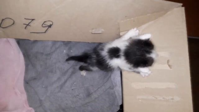 76 Рубик Ухаживаем за котенком Котенку 3 недели смотреть онлайн