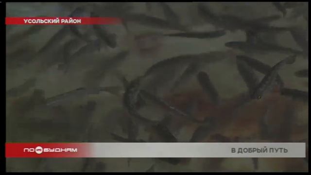 250 тысяч мальков пеляди выпустили на волю в Усольском районе смотреть онлайн