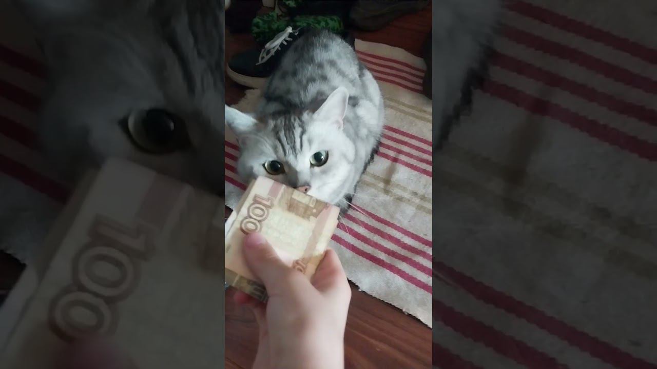 успокаивайте котов !!! #shorts смотреть онлайн