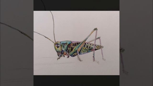 For children. How to draw grasshopper. Locust/Как нарисовать кузнечика. Саранча смотреть онлайн
