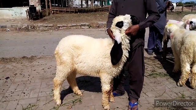 Mundre or kajle chatre shapur kanjra mandi lahoer Cal or wattsep 0 3 0 4 4 6 6 5 9 0 9 смотреть онлайн