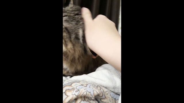 Дикая львица Даша~♡ смотреть онлайн