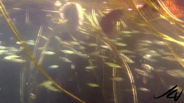 Water Lilies (Nymphaeaceae) -  Above And Below The Water -   YouTube