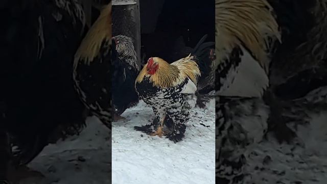 и снова кровь прольётся.. смотреть онлайн