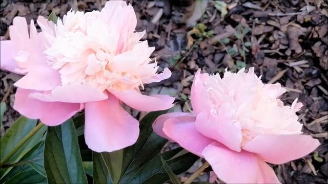 芍药花 2021 Paeonia Lactiflora 2021(2) смотреть онлайн