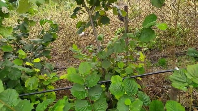 ФУНДУК . Сорт Подарок Юнатам . Собираем урожай )) смотреть онлайн