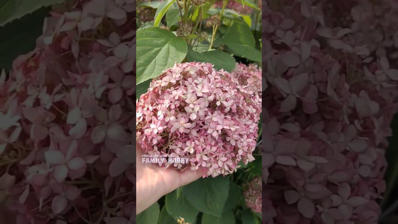 Гортензия древовидная Меджикал Пинкербел. Для заказа саженцев ПИШИТЕ в Вайбер 0661697610#гортензия# смотреть онлайн