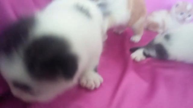 Шотландские котята продажа смотреть онлайн