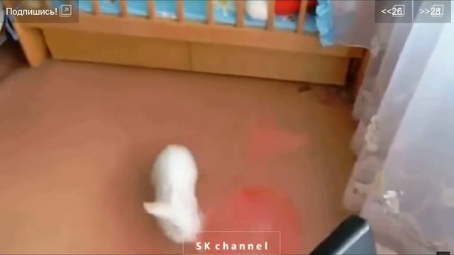 кролик наткнулся на шар и ...?! смотреть онлайн