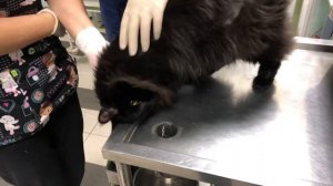 Чипирование кошки