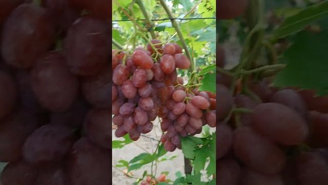 Новинка Лялька + Мінор, нові гібридні форми винограду Голуба Анатолія смотреть онлайн