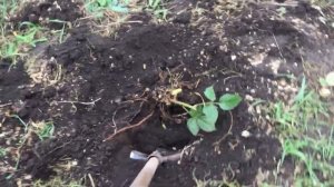 Ежевика размножение из корня