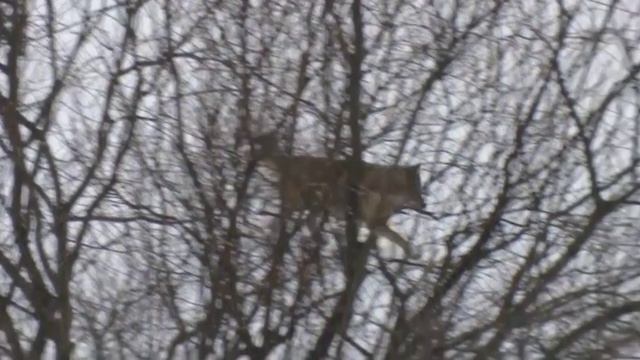 Наблюдение за дикими волками в деревне с вышки [Чернобыльская зона] | Film Studio Aves смотреть онлайн
