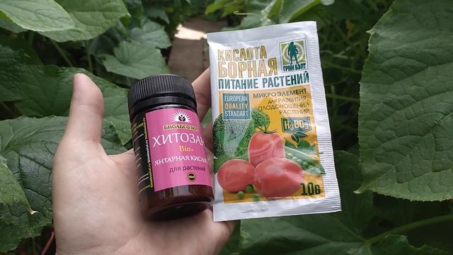 ВОТ ЧТО МГНОВЕННО стимулирует вторую волну Цветение ОГУРЦОВ смотреть онлайн