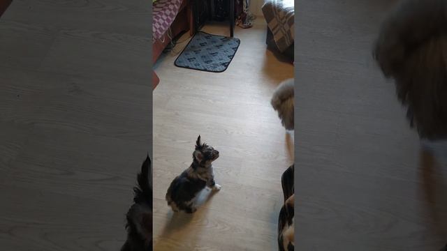 5 щенков чихуахуа!!!! смотреть онлайн