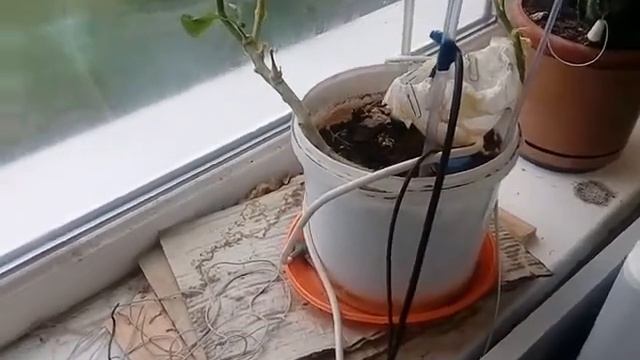 Датчик влажности почвы - альтернативное применение часть 1 - полив комнатных растений смотреть онлайн