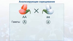 Анализирующее скрещивание.  Биология для школьников