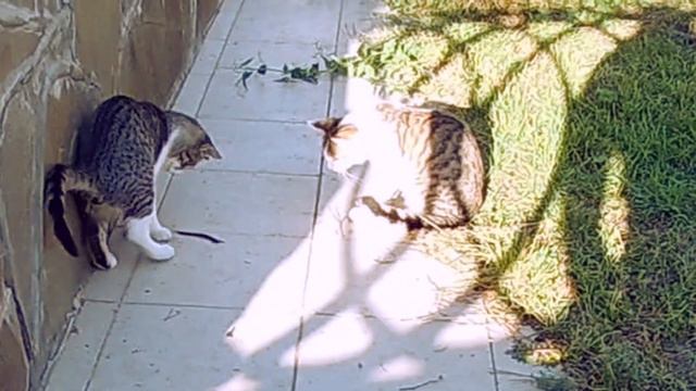 Милые пушистые котики играют с огромной сороконожкой Не постите это видео пугливым людям со слабыми смотреть онлайн