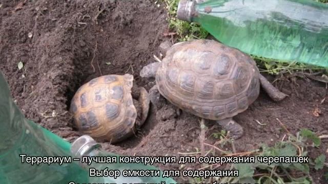 Среднеазиатская черепаха — уход и содержание дома смотреть онлайн