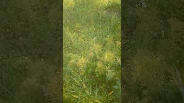 пион воронец11.08.2022 смотреть онлайн