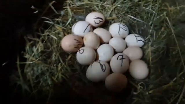 как посадить курицу на яйца смотреть онлайн