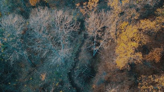 MTB FREERIDE trail смотреть онлайн